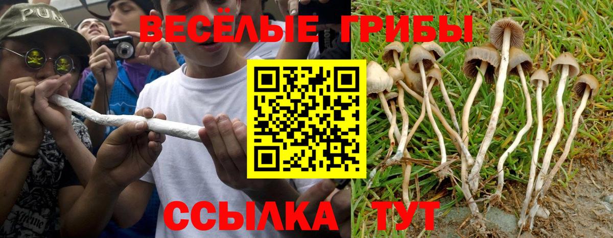 Псилоцибиновые грибы Psilocybe  Псилоцибиновые грибы Cubensis  Вход с VPN  Советская Гавань 